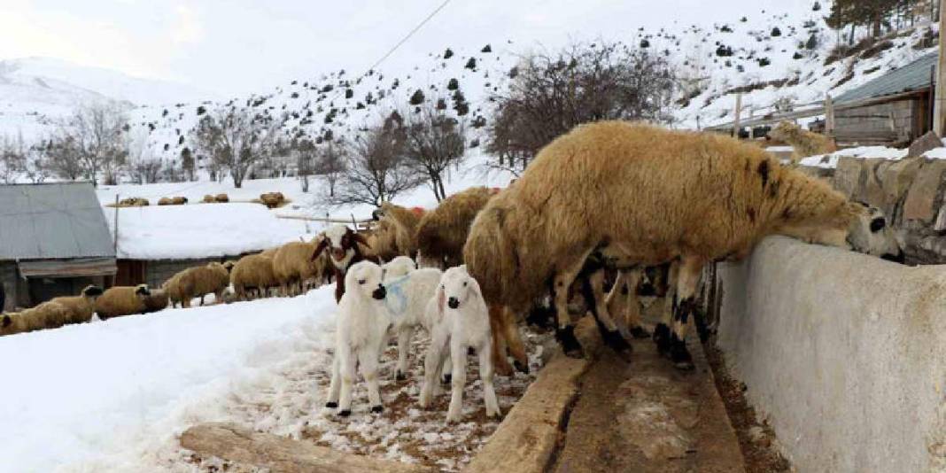 Kuzuların güvenliği için uykusuz kalıyorlar! Soğuk hava besicileri vurdu: Gece boyu nöbet sürüyor 4